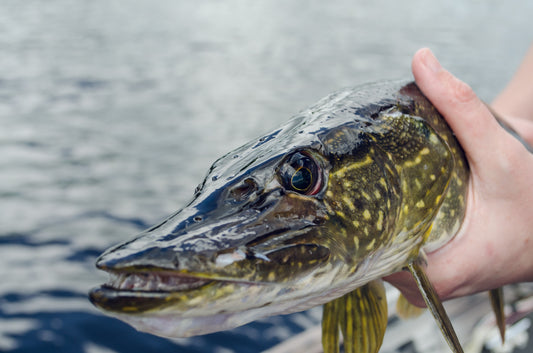 Quel leurre est le meilleur pour la pêche du brochet ?