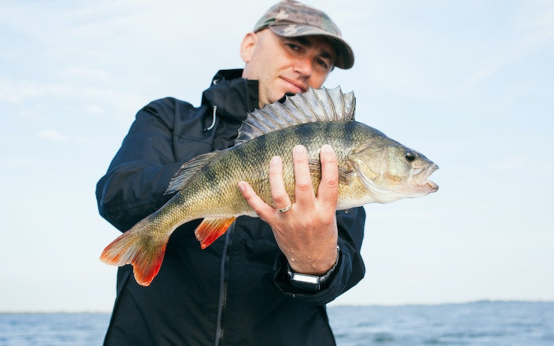 Quel matériel a utiliser pour la pêche de la perche aux leurres