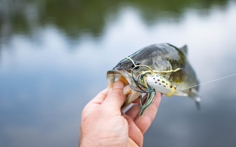 La Pêche à La Truite En étang : Quelques Astuces Pour Réussir - Blog Leurre  De La Pêche