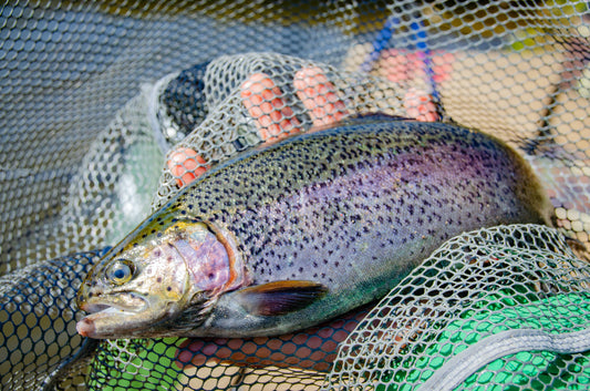 Top 5 des leurres de pêche à la truite incontournables en 2023