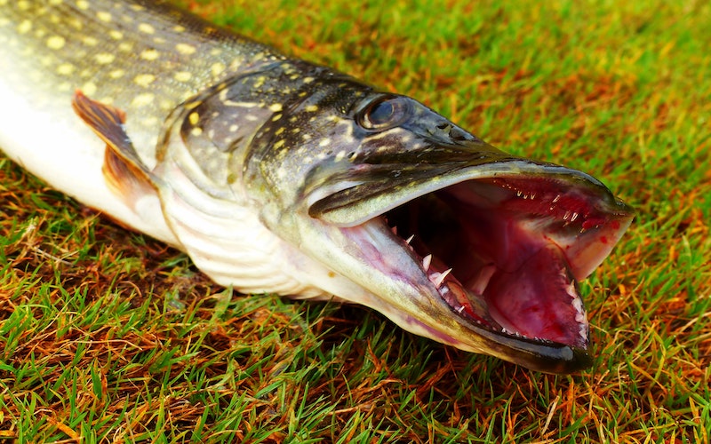 Conseils et astuces pour la pêche du brochet