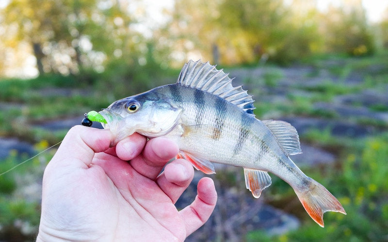 Leurre Perche: Guide Complet pour la Pêche à la Perche aux Leurres