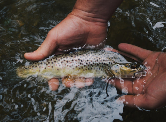 Comment choisir le meilleur leurre pour la pêche à la truite ?